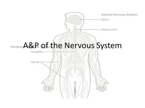 Anatomy And Physiology Of The Nervous System Overview Teaching