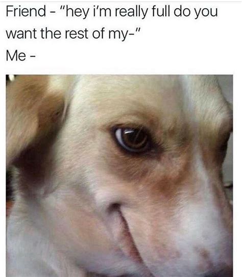 Funny Dog Memes Clean Funny Dog Memes 2019 Dog Meme Face Cute Dog Memes