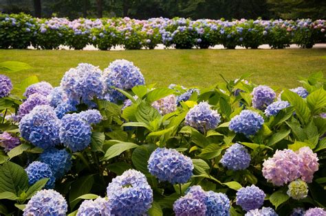 We did not find results for: Hydrangea Bush | DIY