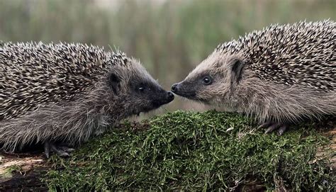 Die zahl der igel in der freien natur sinkt stetig, denn zunehmend werden ihre natürlichen lebensräume zerstört. Im September sind die jungen Igel auf der Welt