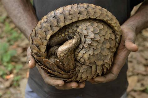 Pangolin Facts The Worlds Most Trafficked Animal