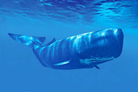 Baleia Características Espécies E Extinção Toda Matéria