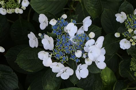 Hydrangea Macrophylla Libelle