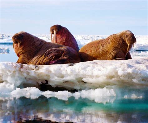 Top 10 Fun Facts About Walrus Arctic Kingdom