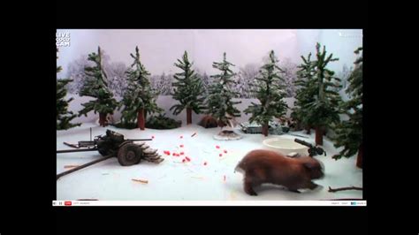 Cute Bunnies Play In The Snow Youtube