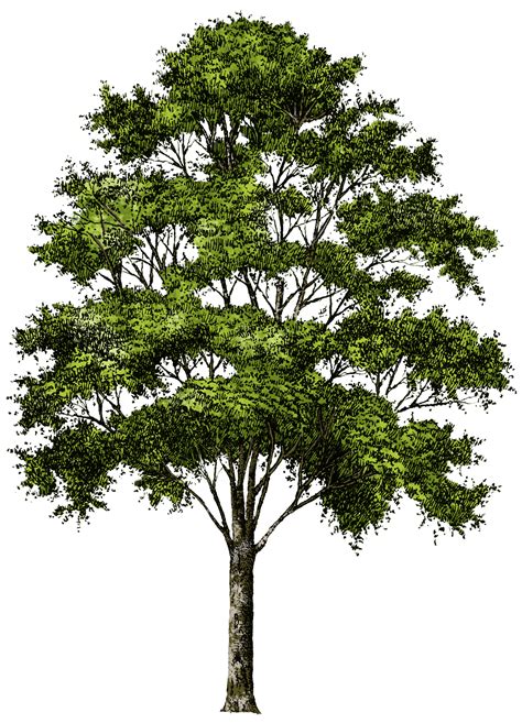 Tree Png Tree Photoshop Photoshop Trees Tree Png