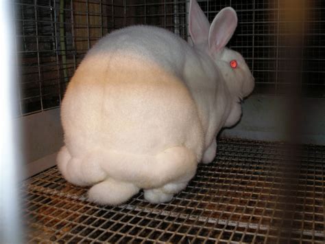 M An M Rabbitry Blog You Know A Rabbit Is Fat When