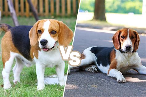 Beagle Vs Foxhound Which Dog Is Right For You