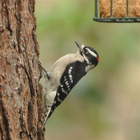 downy-woodpecker-2 - SIB