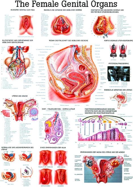 Female Genitals Poster Clinical Charts And Supplies