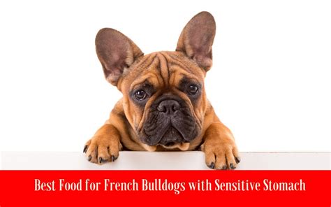 For example, fats and oils are difficult for many dogs to digest. 5 Best Food for French Bulldogs with Sensitive Stomach In 2020
