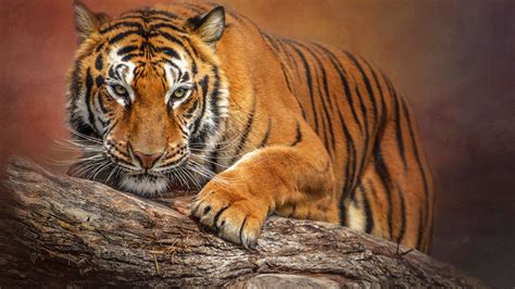 Big Tiger On Tree Trunk In Blur Background Hd Animals Wallpapers Hd