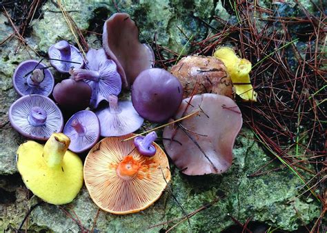 Foraging for Wild Mushrooms - Well Being Journal