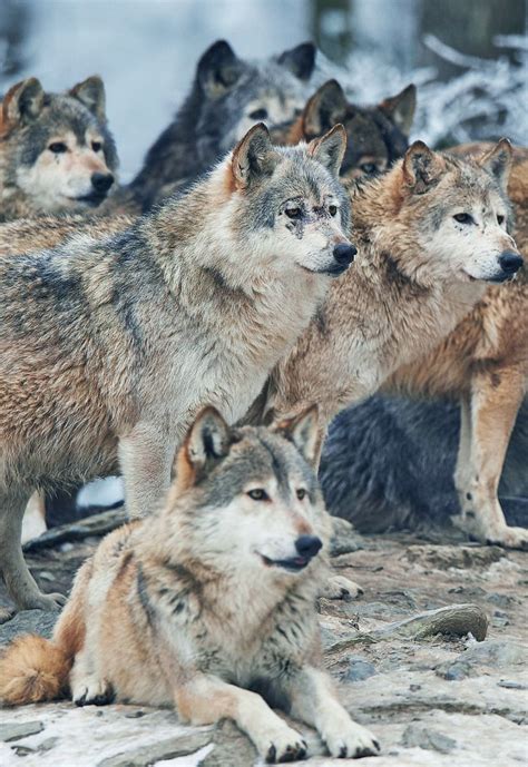 Wolf Pack By Micha Röder In 2020 Wolf Spirit Animal Wolf Pictures