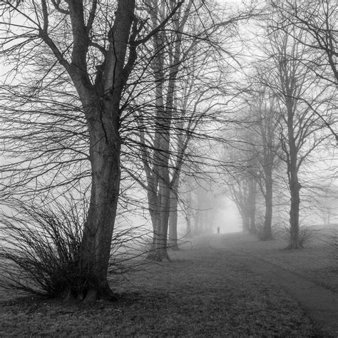 Trees Mist I Bill Ward Photography