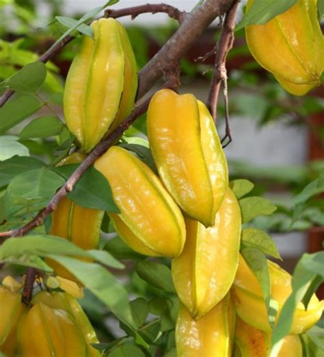 Star Fruit Trees Green Orchid Nursery And Garden Center