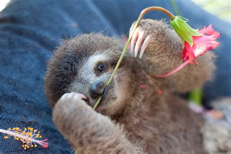 Adorable pictures of orphaned baby sloths enjoying a very slow life. Adorable Sloth Pictures You Need in Your Life | Reader's ...