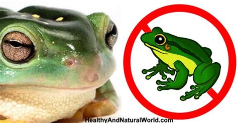 How To Get Rid Of Frogs The Best Natural Ways