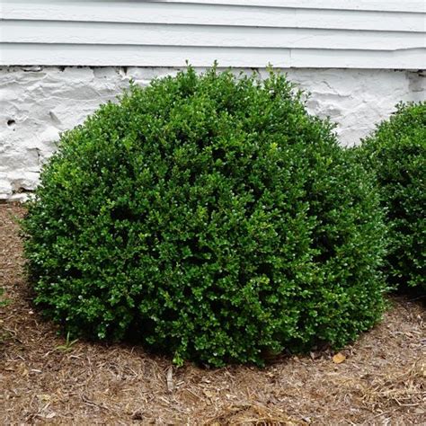 Green Beauty Boxwood Buxus Microphylla Var Japonica Green Beauty
