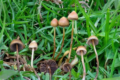 The Easy Guide On How To Identify Magic Mushrooms Mushroom Site