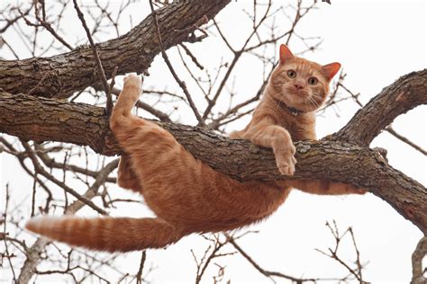 Falls From Heights By Cats From Buildings Survive But Humans Die