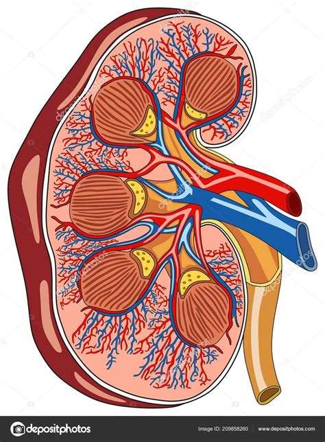 Infografía Sección Transversal Anatomía Renal Diagrama Que Incluye