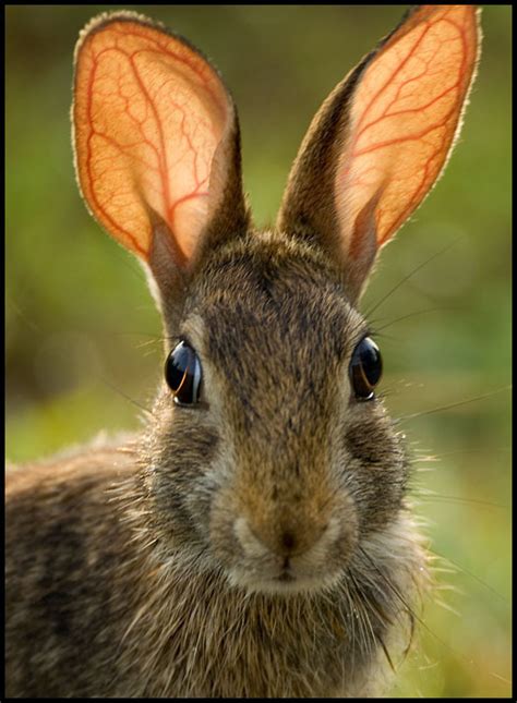 Simplicity Beautifully Bunny Ear