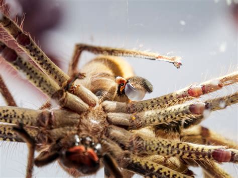 Mating Habits Of Australias Golden Huntsman Spider Captured In Rare Photos Sbs News