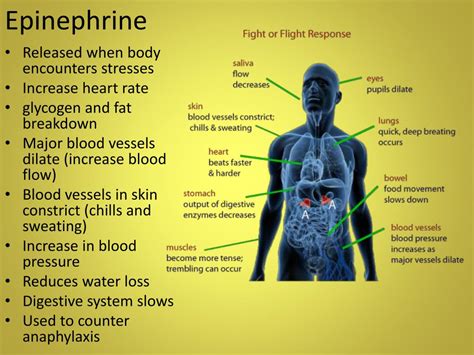 PPT - The Endocrine S ystem PowerPoint Presentation, free download - ID