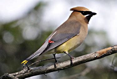 Cedar Waxwing Photos Facts And Identification Tips