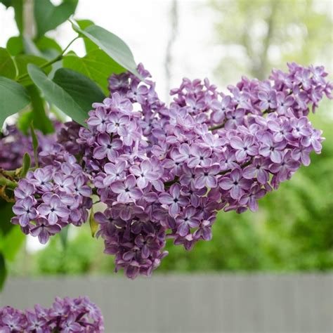 Spring Hill Nurseries Purple Flowering Common Lilac 12 In Foundation