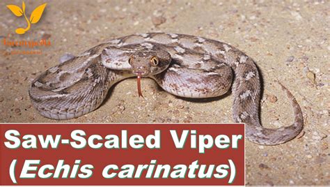 Saw Scaled Viper Most Kills Due To Snake Bite Archives Forestrypedia