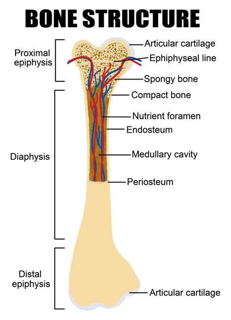 Diagram Of Human Bone Anatomy Sport Attack Das Sportportal