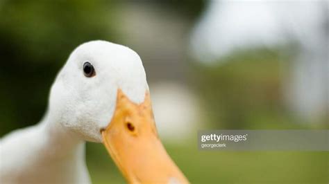 This Adorable Duck Plays The Drums With His Feet 981 The Breeze