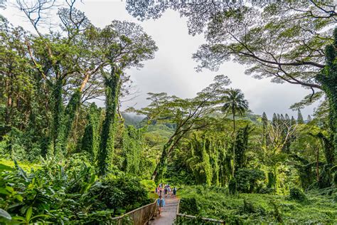 Rainforest Waterfalls And Movie Sites Hike Oahu Tourist Pass