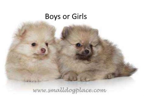Choose The Best Gender For Your New Dog Small Dog Place