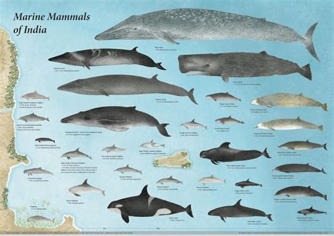 Communication And Awareness Material Marine Mammal
