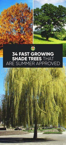 How to set up a bedtime routine. 34 Fast Growing Shade Trees That Are Summer Approved