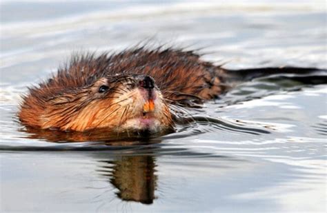 Muskrat Description Habitat Image Diet And Interesting Facts