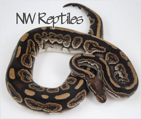 Northwest Reptiles Black Pastel Ball Python Description And Photos Ball Python Breeder