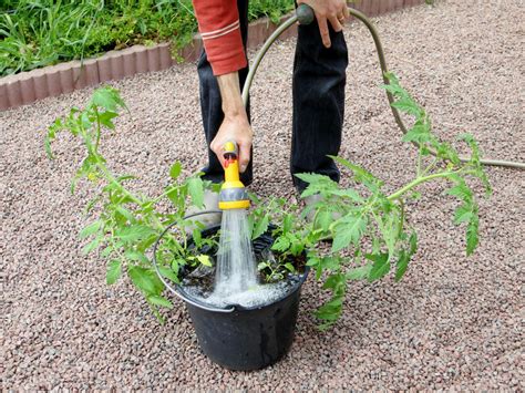 Les astuces de planter les tomates en pots étape par étape Astuces