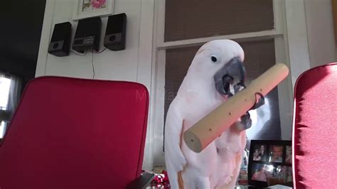 We did not find results for: Walk Softly And Carry A Big Stick - YouTube