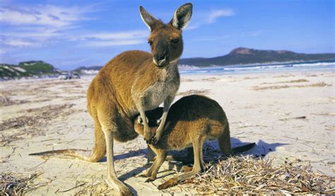 Top 10 Ingenious Aussie Animal Adaptations Australian Geographic