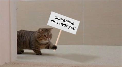 Cat Holding Blank Sign Meme Template