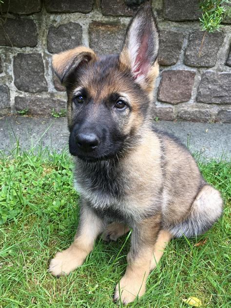 German Shepherd Puppies Illinois For Adoption Pudding To Come