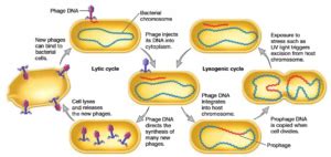 viral-life-cycle - Study Solutions