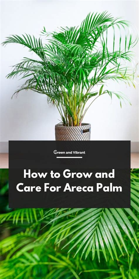 Outdoors, mandevilla likes full sun in cooler microclimates and partial shade in areas with very hot weather. Areca Palm Care Tips - How to Grow Dypsis lutescens | Palm ...