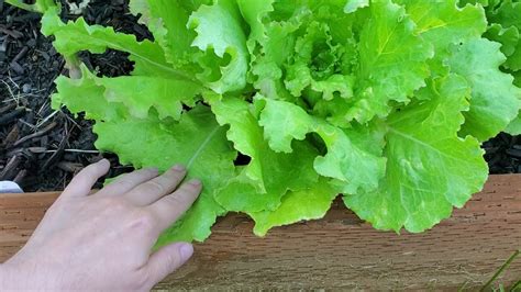 How To Harvest Romaine Lettuce Youtube