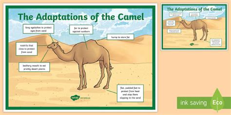 Camel Adaptation A4 Display Poster Teacher Made Twinkl