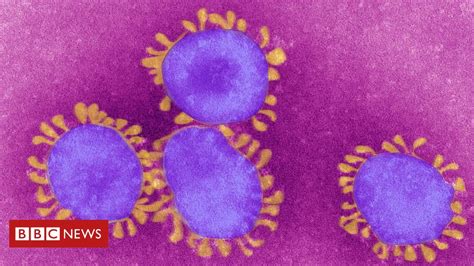 Coronavírus O Que é Um Vírus Endêmico Como Pode Se Tornar O Sars Cov
